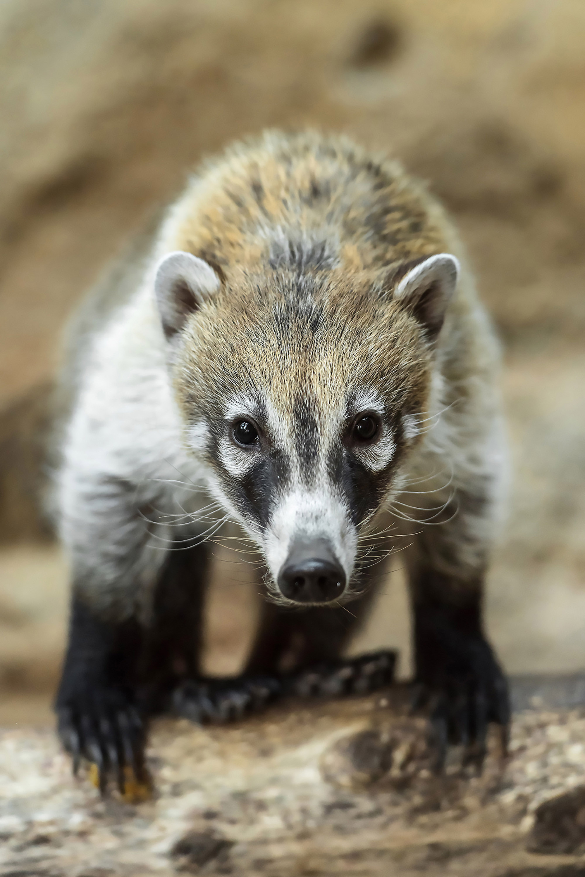 moment-zoos-new-cute-raccoon-like-animals-are-fed-viraltab