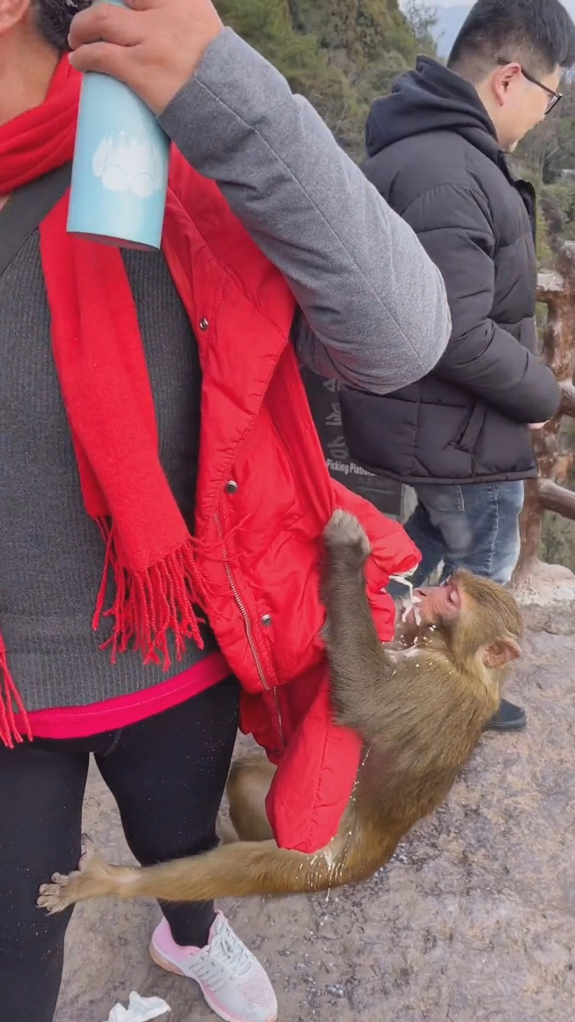 Cheeky Monkey Grabs Womans Leg And Drinks From Carton In Her Pocket