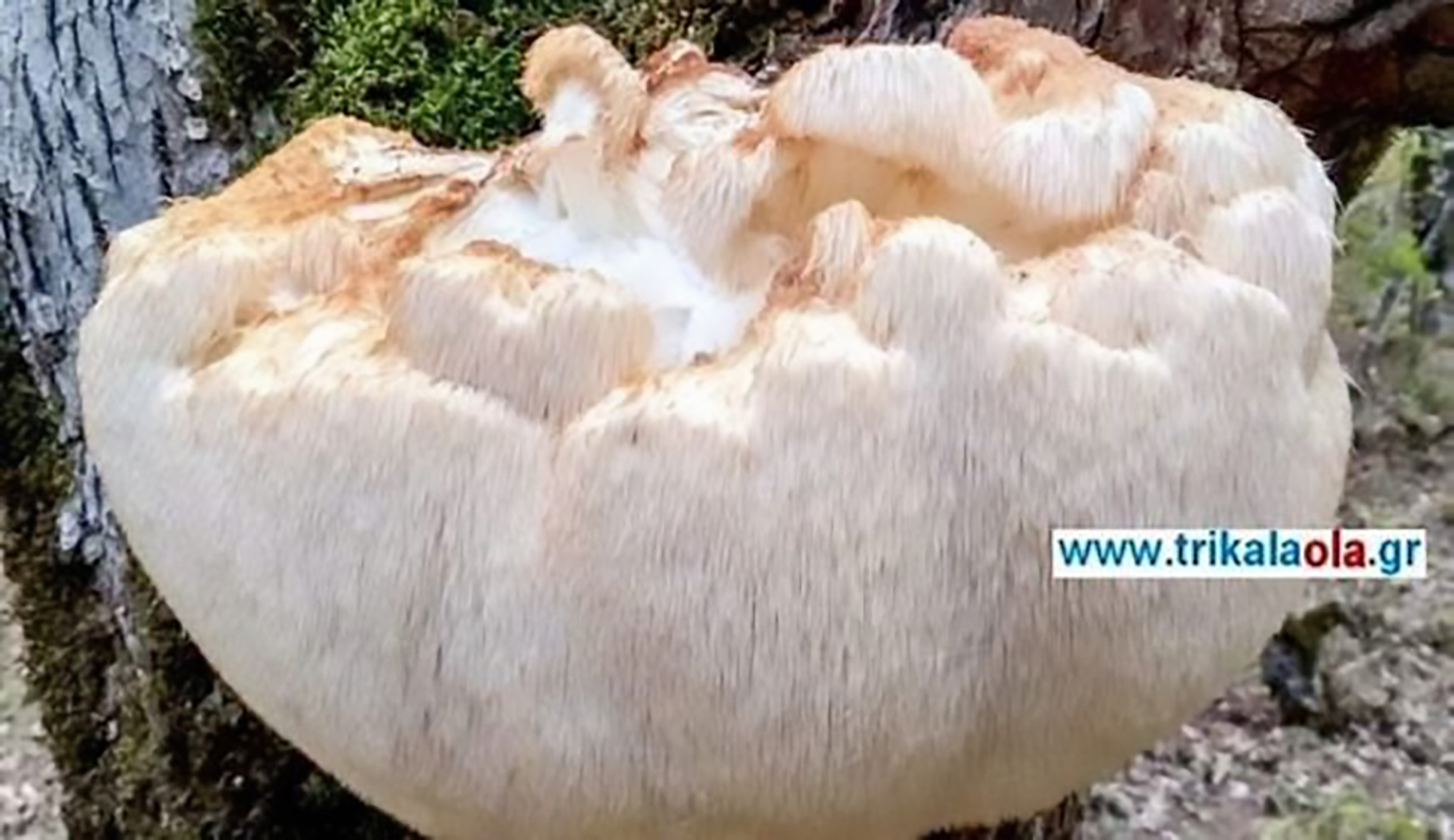 Read more about the article Hungry Pals Find And Cook Up Giant Mushroom