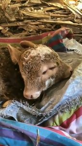 Read more about the article Incredible Double-Headed Calf Is Born Alive