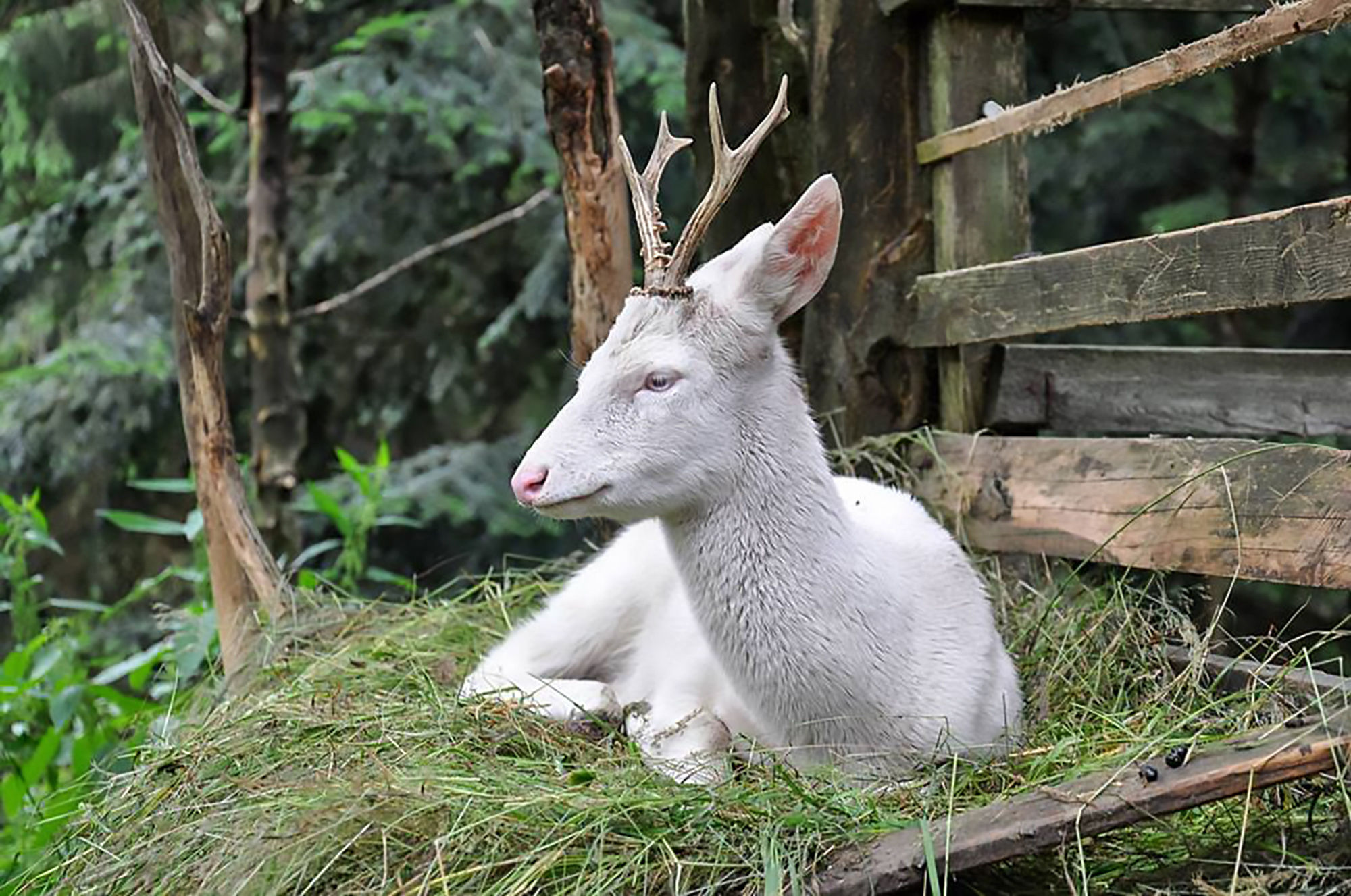 Read more about the article Albino Deer Seeks Human Help After Being Cast Out