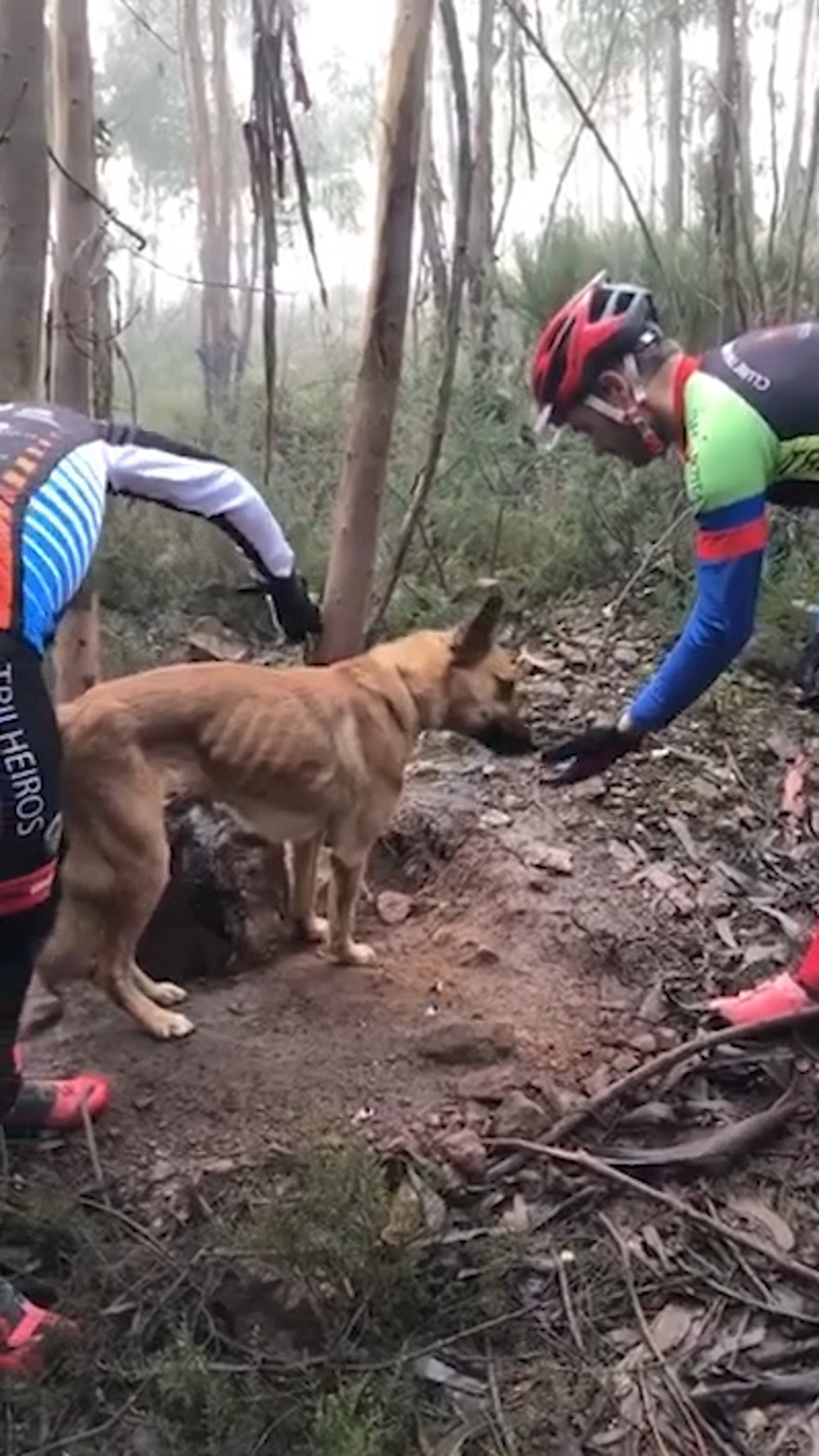 Read more about the article Cyclists Rescue Dog Tied Up And Abandoned In Woods