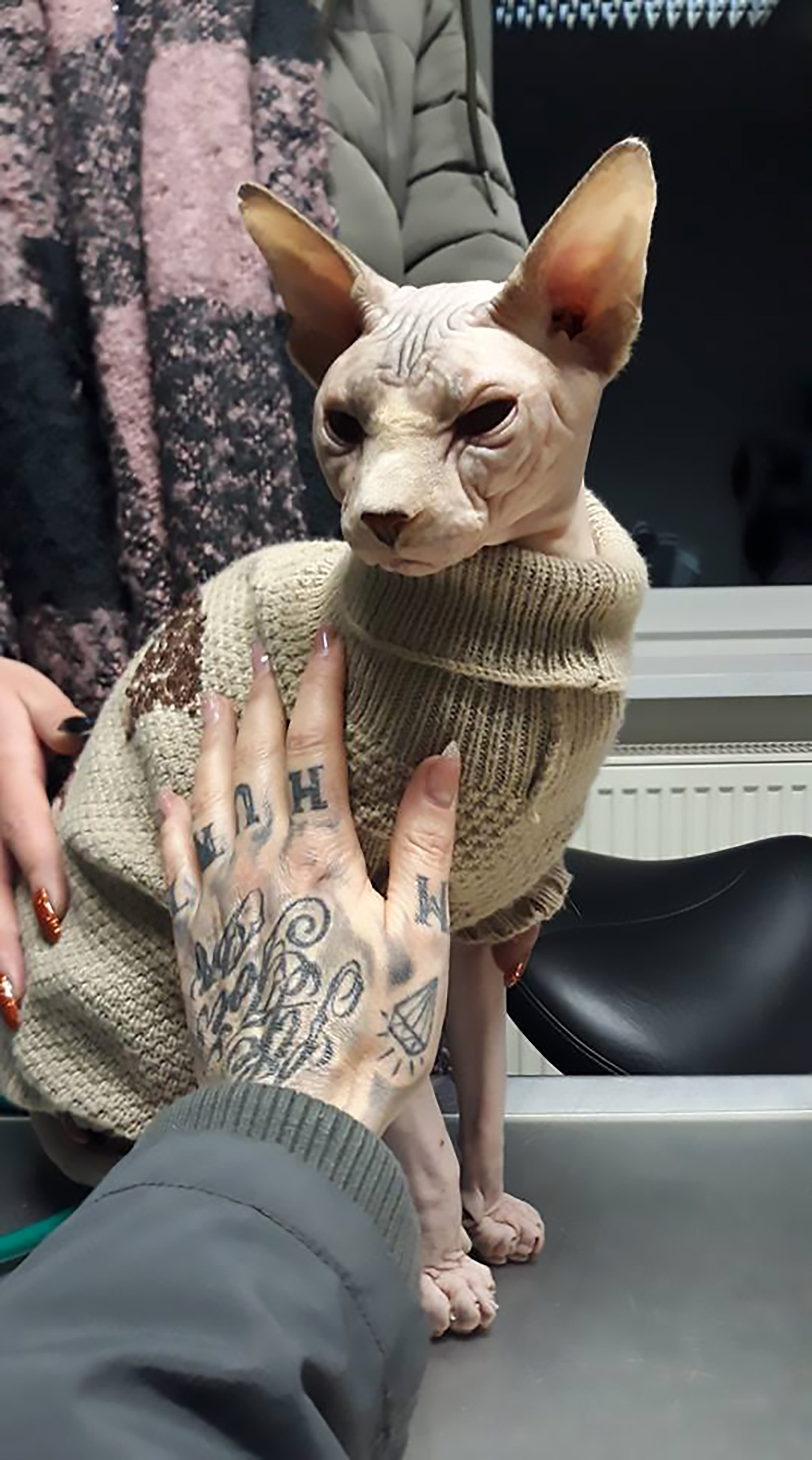 Read more about the article Hairless Cat Abandoned In McDonalds Toilet