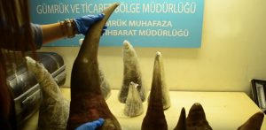 Read more about the article 34 Kilos Of Rhino Horns Seized In Mans Luggage