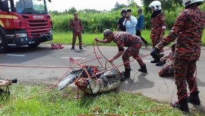 Read more about the article Huge 10-Foot Croc Pulled From Drain
