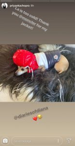 Read more about the article Hollywood Stars Dog Gets Designer Boxing Glove Coat