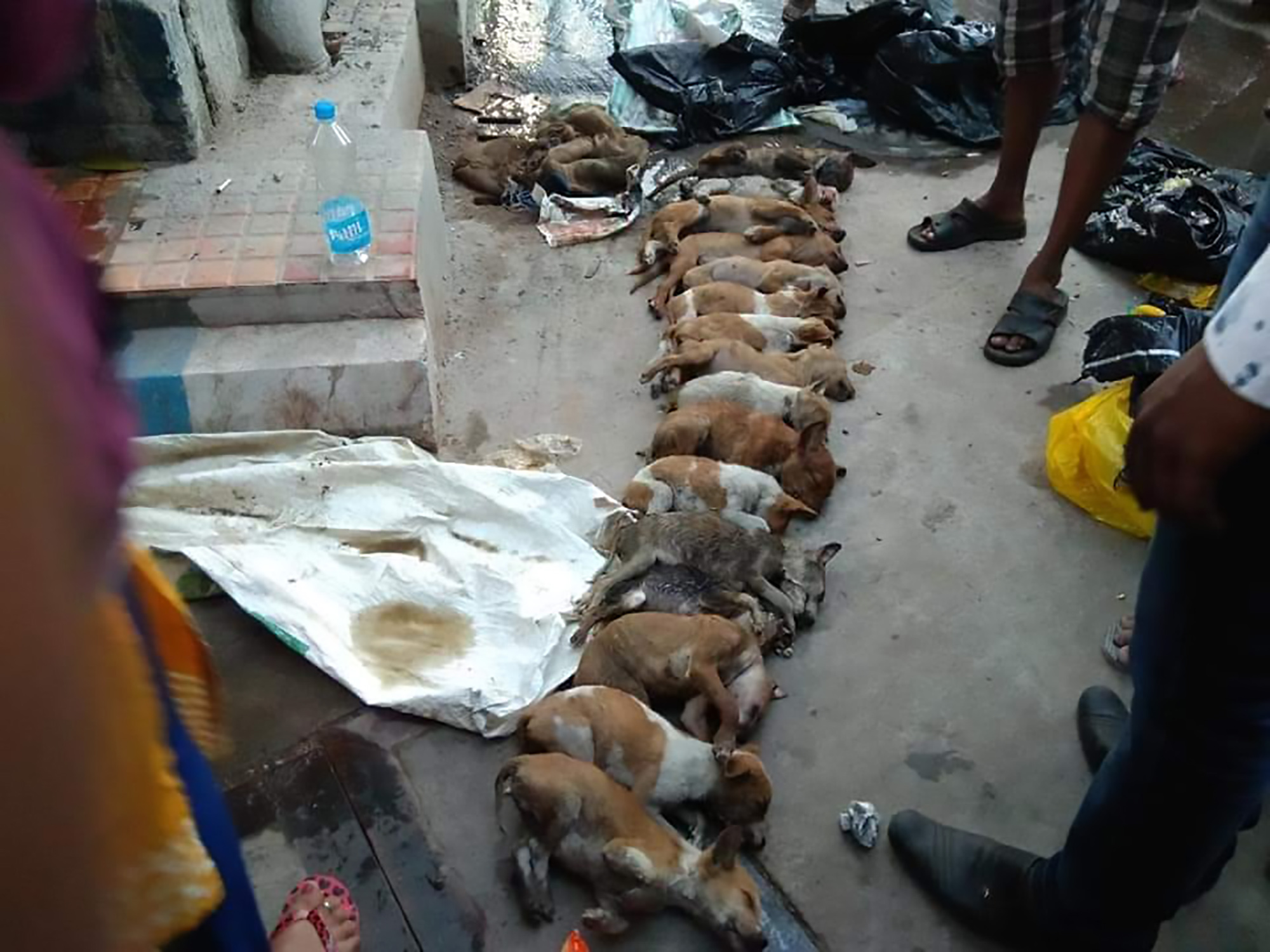 Read more about the article Women Clobber 15 Puppies To Death With Pole