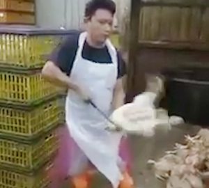 Read more about the article Abattoir Worker Slits Chickens Throats Leaving Them To Drown