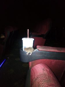 Read more about the article Man Reaches For Drink In Darkened Cinema To See Fat Rat