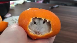 Read more about the article Hamster In Tangerine is A Viral Online Hit