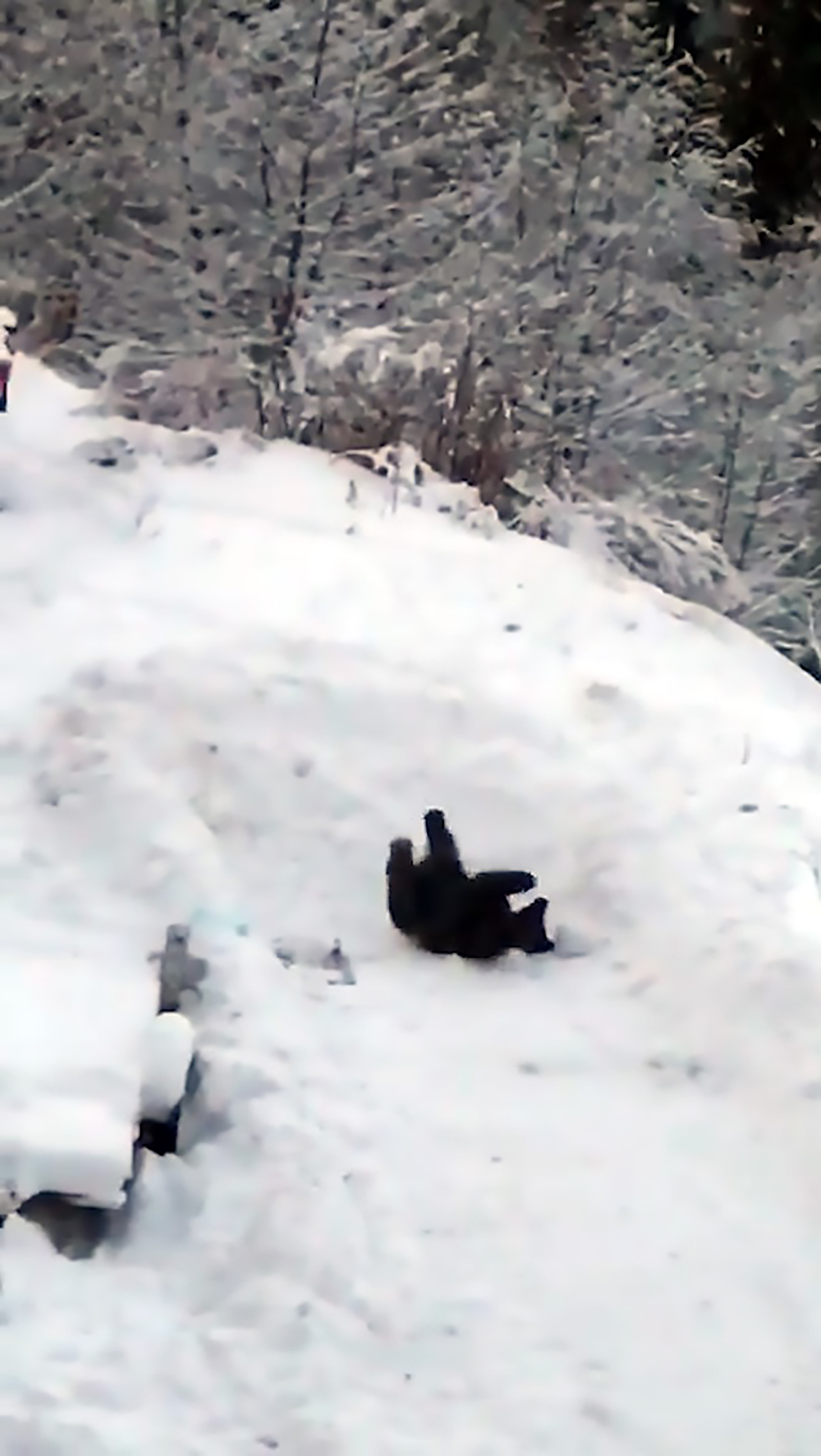 Read more about the article Cute Wild Bear Frolics In Snow In Front Of Tourists