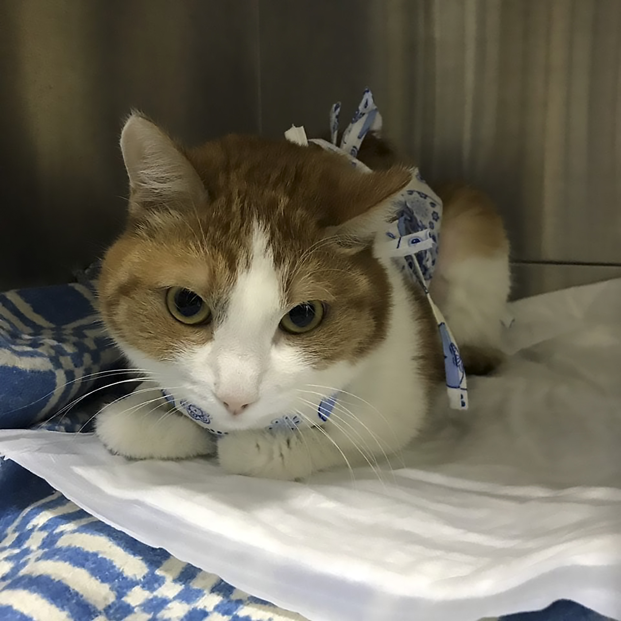 Read more about the article Cat Operated On After Swallowing Crucifix
