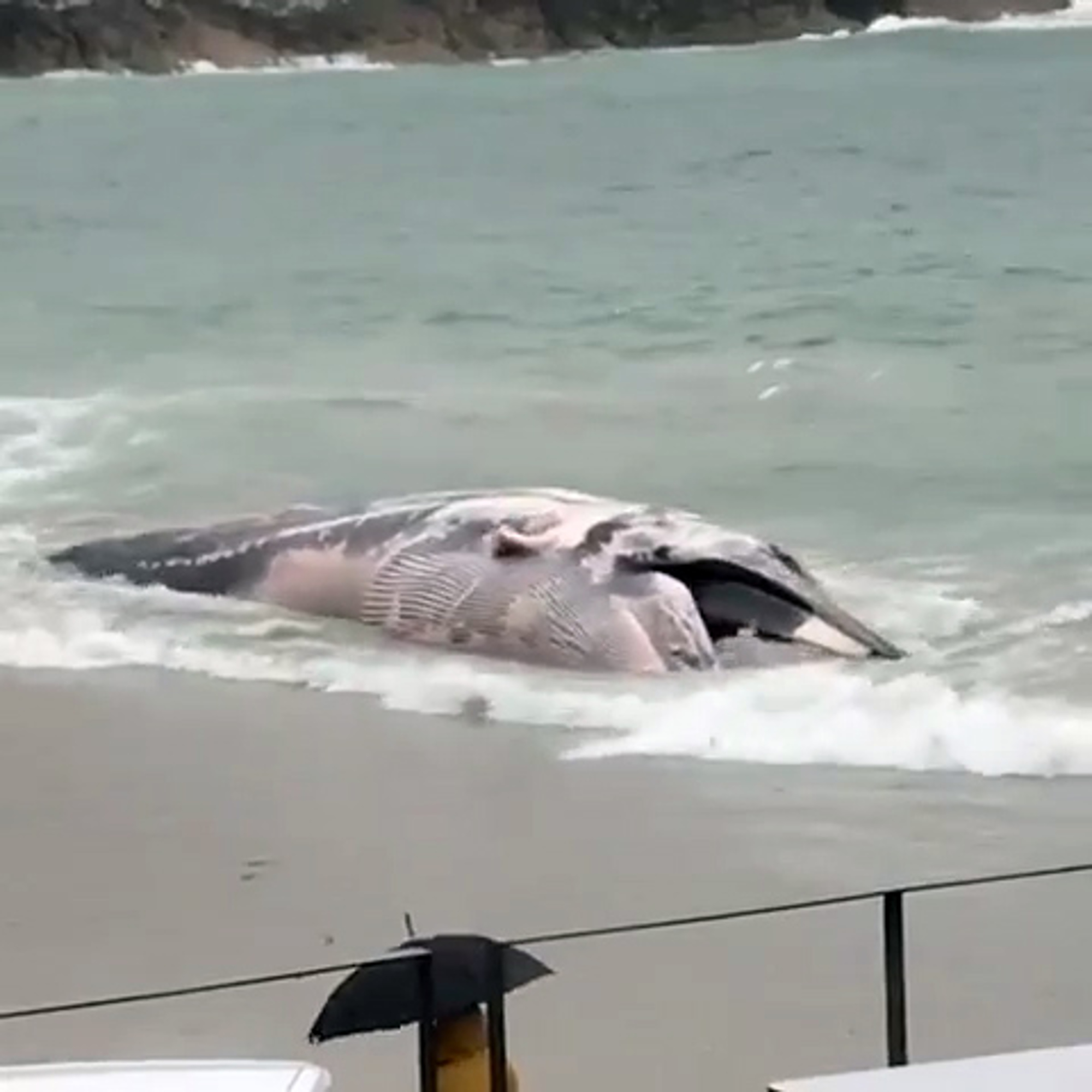 Read more about the article 50ft Dead Whale Beached On Spanish Coast