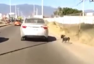 Read more about the article Outrage As Dog Dragged Along Road Behind Moving Car