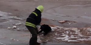 Read more about the article Firemen Rescue Dog That Fell Into Icy Lake