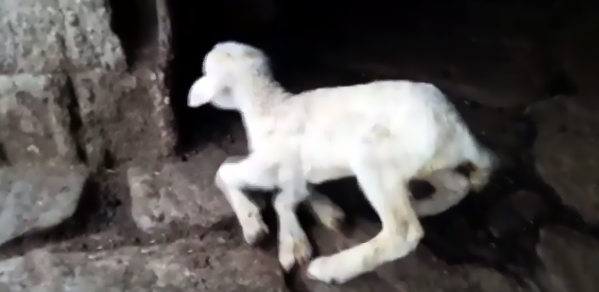 Read more about the article Mutant 5-Legged Lamb Walks Around Farm