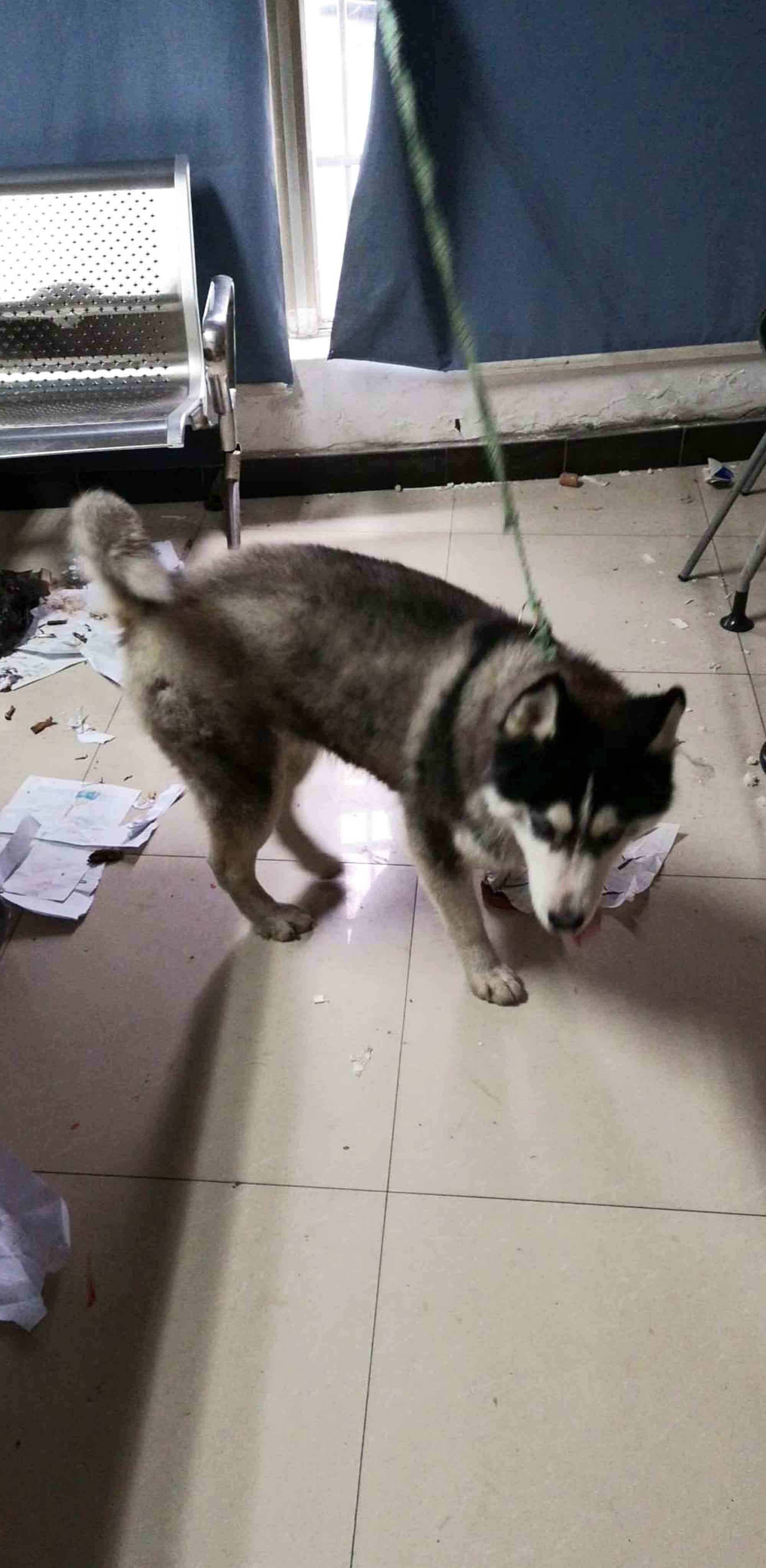 Read more about the article Cop Berates Husky Pup For Eating Police Documents