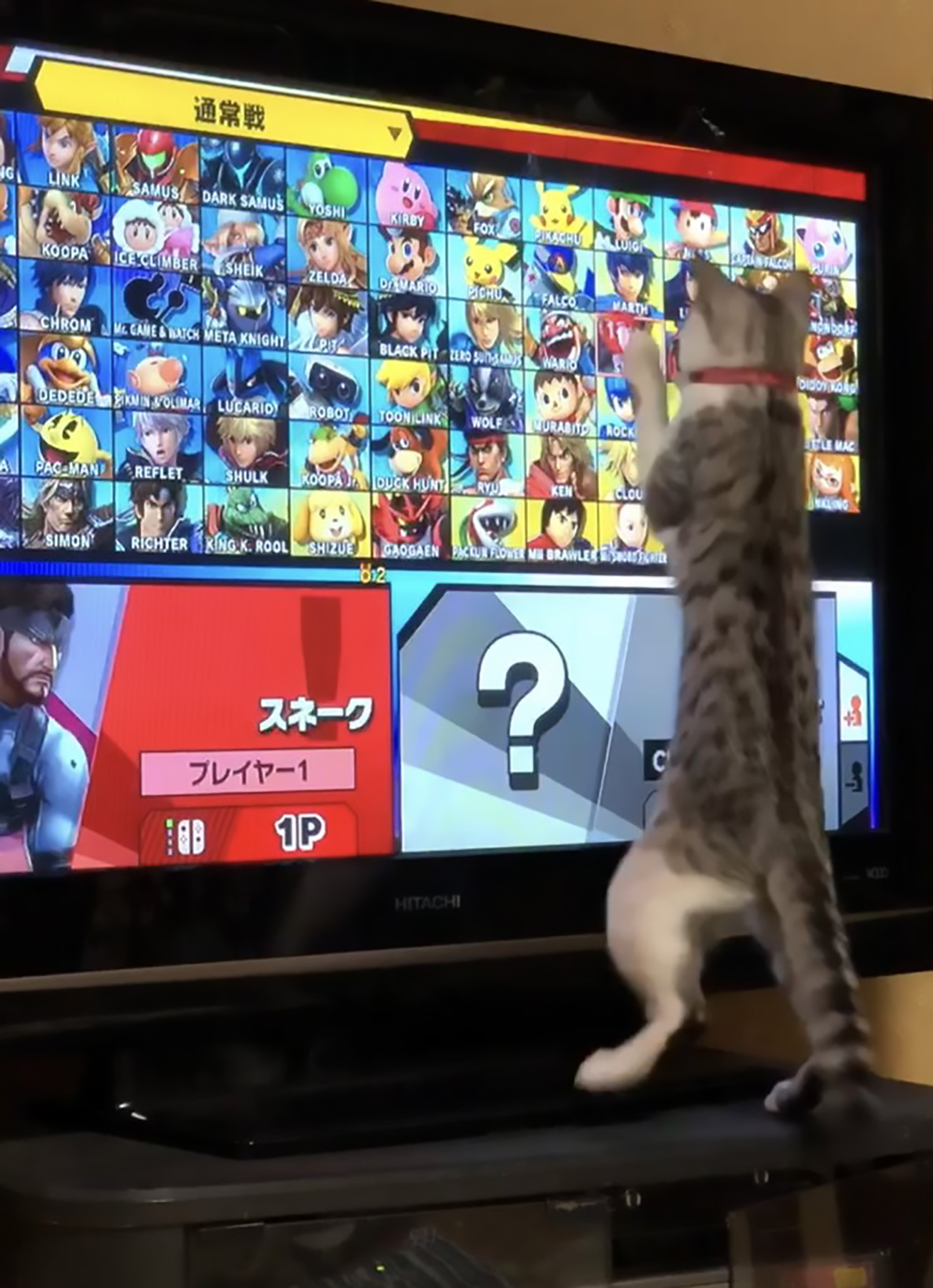 Read more about the article Viral: Nintendo-Loving Gamer Cat Becomes Viral Sensation