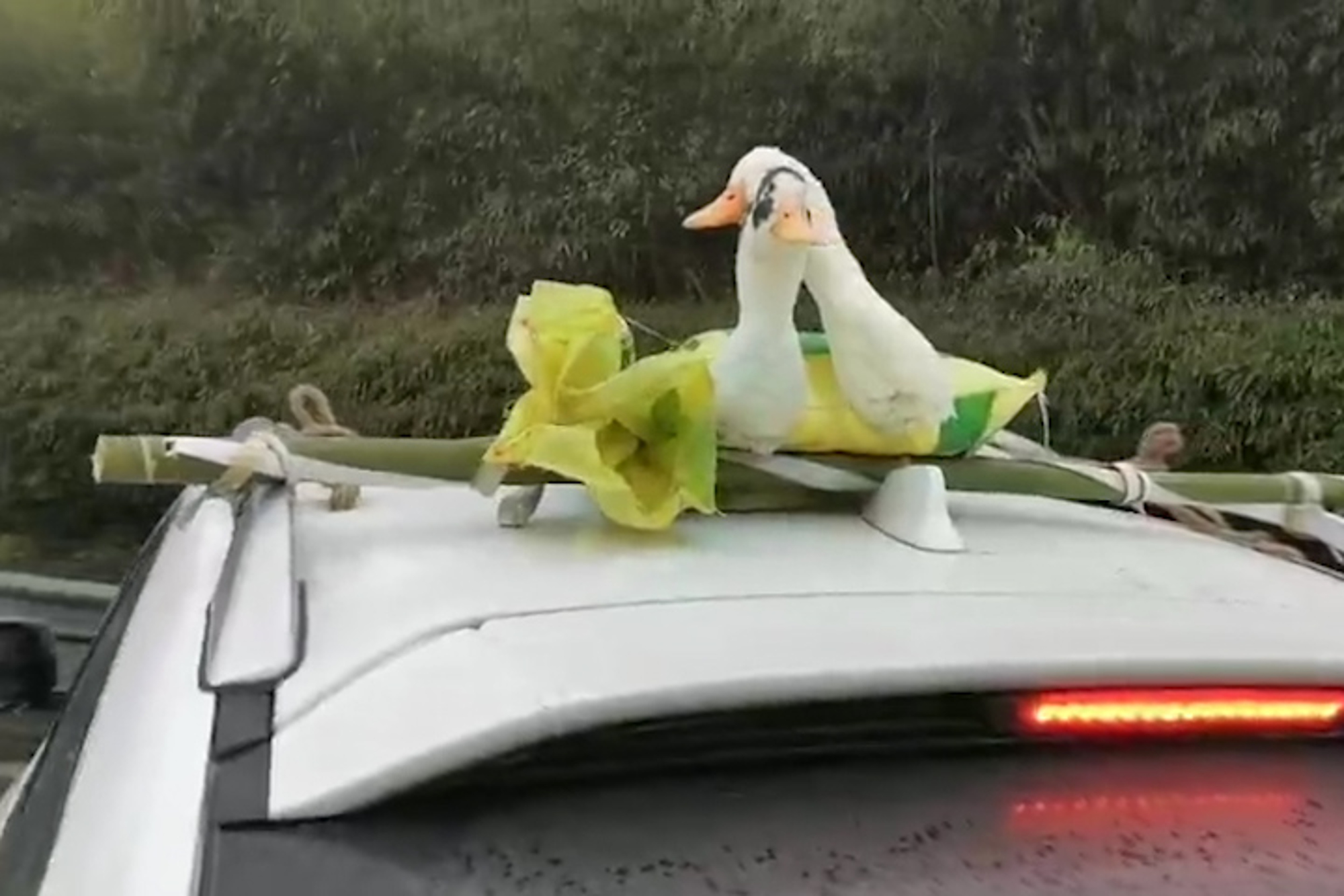Read more about the article Cops Stop Driver With Live Ducks Strapped To Car Roof