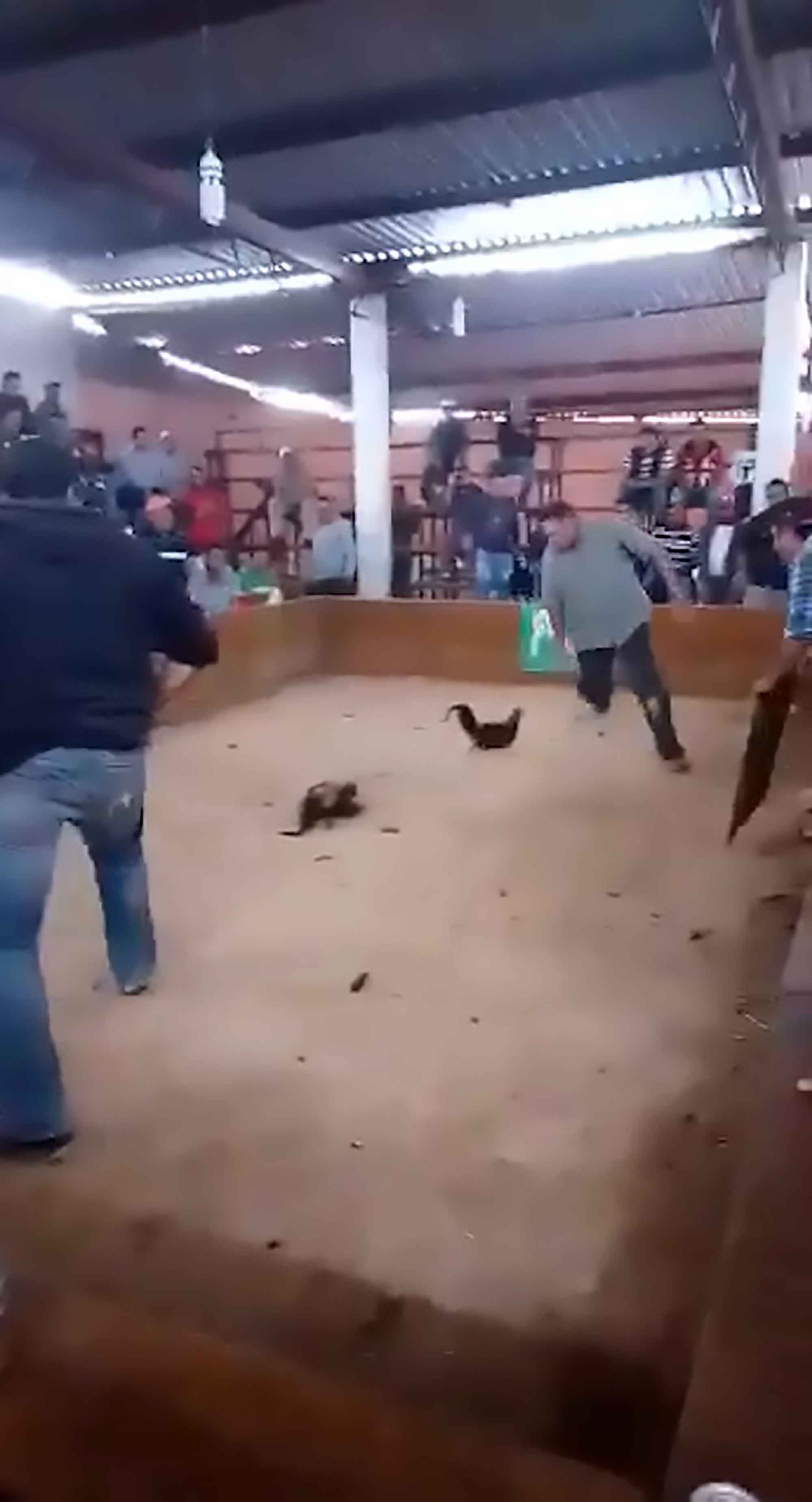 Read more about the article Viral: Fighting Cockerel Turns On Its Owner In Ring