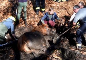 Read more about the article Cops Find Secret Weapons Stash After Horse Sinks In Bog
