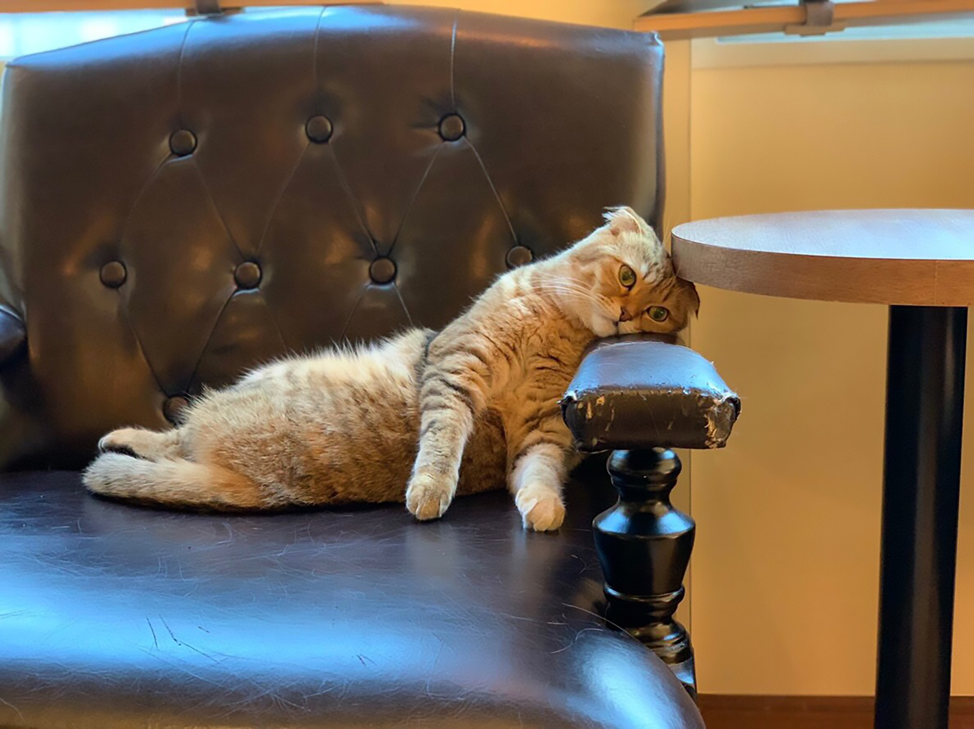 Read more about the article Depressed Cat Cafe Moggie Causes Heated Debate