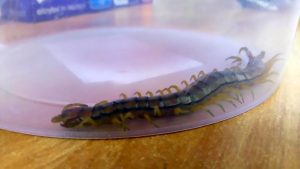 Read more about the article Mum Finds Huge Venomous Creepy-Crawly In Tots Washing
