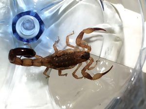 Read more about the article Swiss Tourist Finds Deadly Scorpion Hiding In Luggage