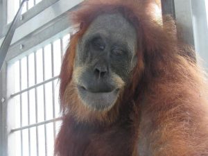 Read more about the article Rescued Orangutan Had 74 Air Rifle Pellets In Her Body