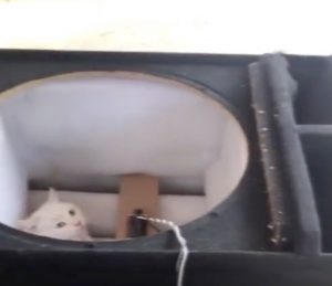 Read more about the article Drama Students Rescue Cat Stuck Inside Speaker Cabinet