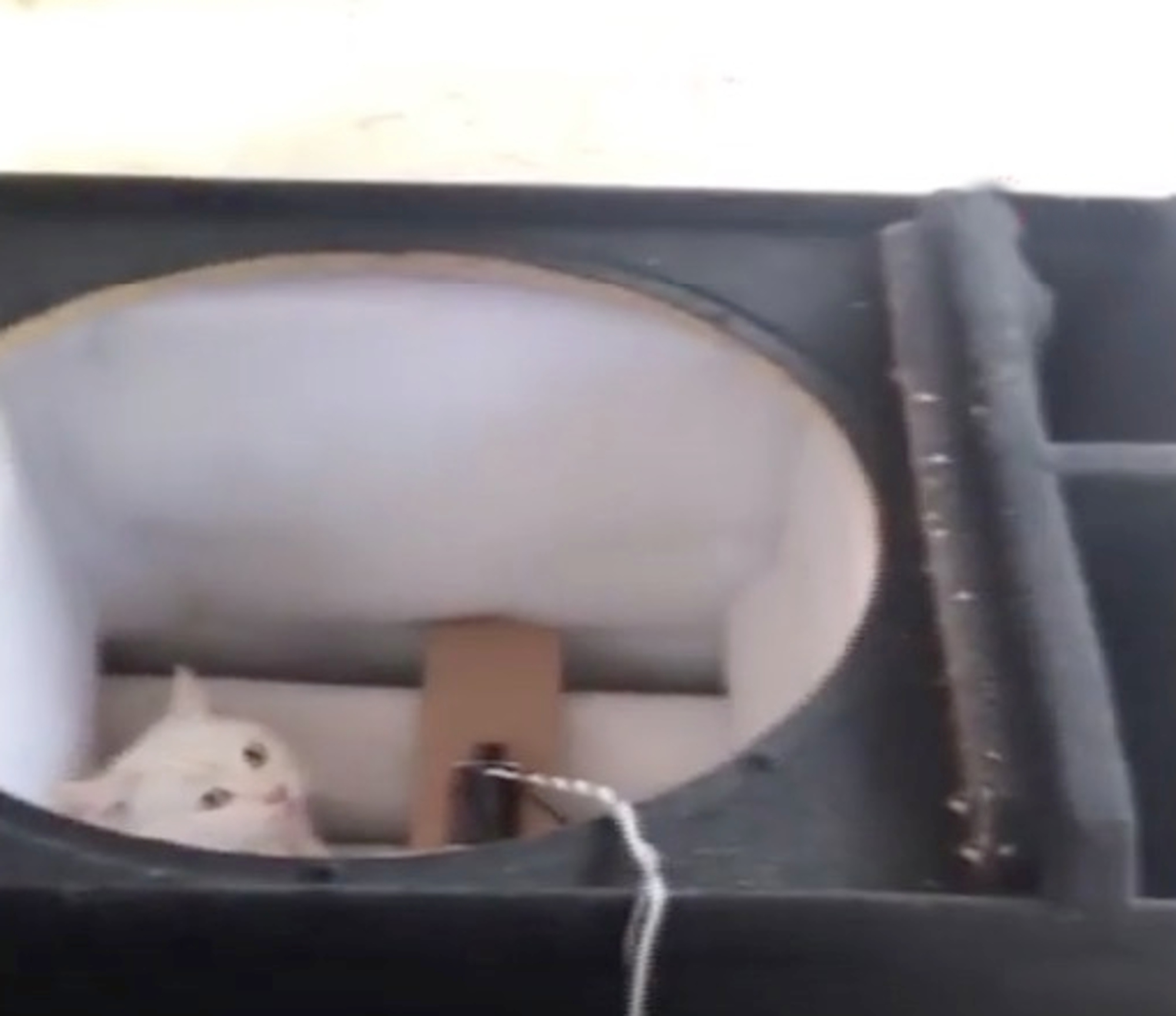 Read more about the article Drama Students Rescue Cat Stuck Inside Speaker Cabinet