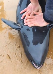 Read more about the article PETA Outrage At Vloggers Whale Burial Videos