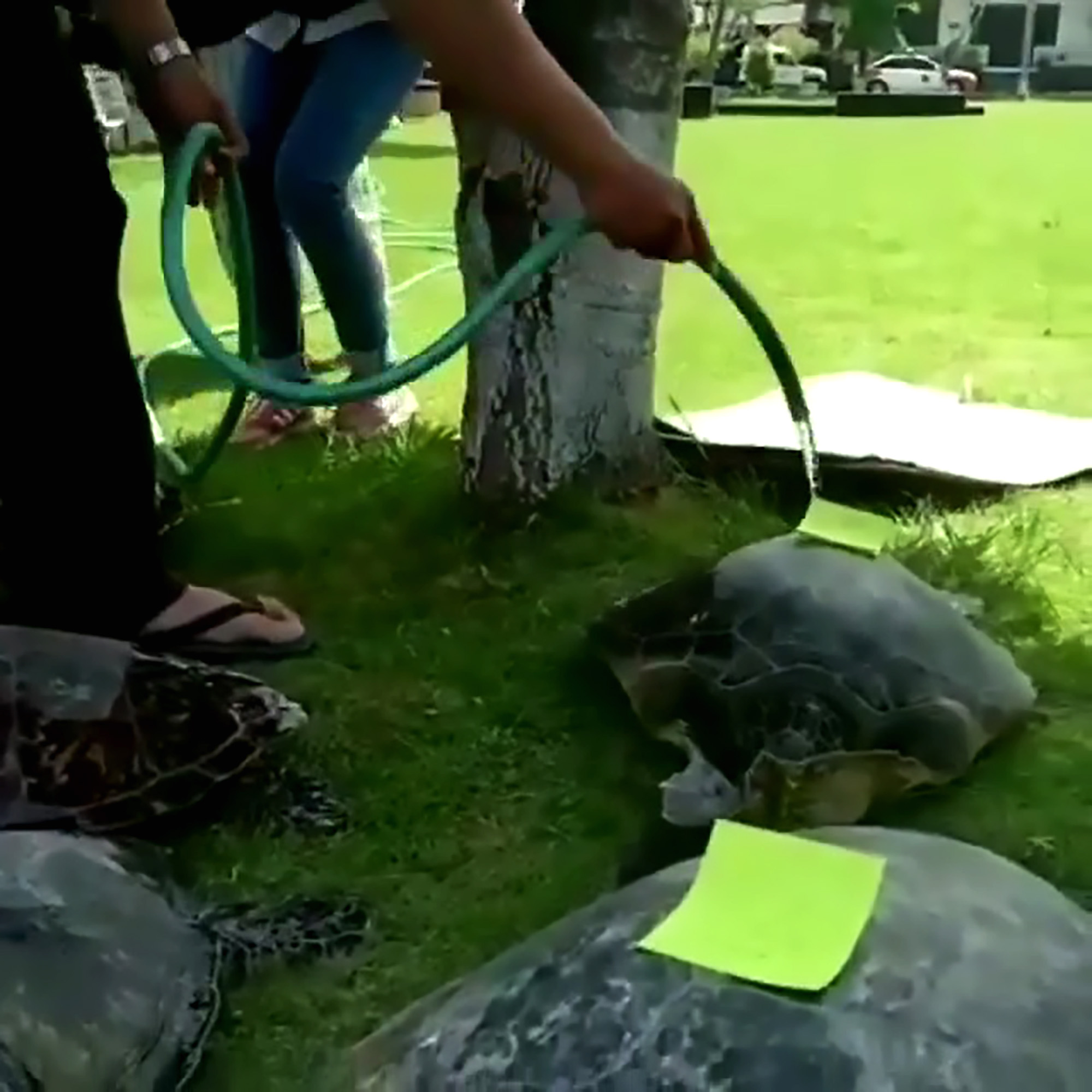 Read more about the article Cops Save 13 Endangered Turtles From Abandoned Car