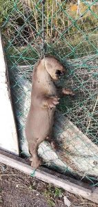 Read more about the article Reward To Find Culprit Who Hanged 2 Otters