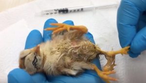Read more about the article Mutant 4-Legged Chick To Have Extra Limbs Removed