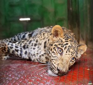 Read more about the article Vet Saves Leopard From Deadly Jaws Of Poachers Trap