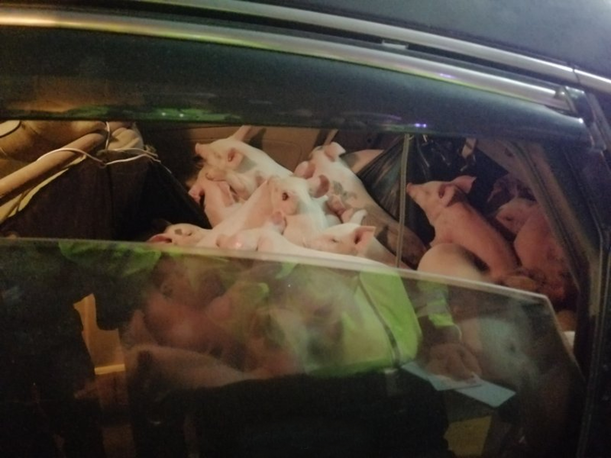 Read more about the article Stunned Cops Find 62 Squealing Piglets In Back Of Car