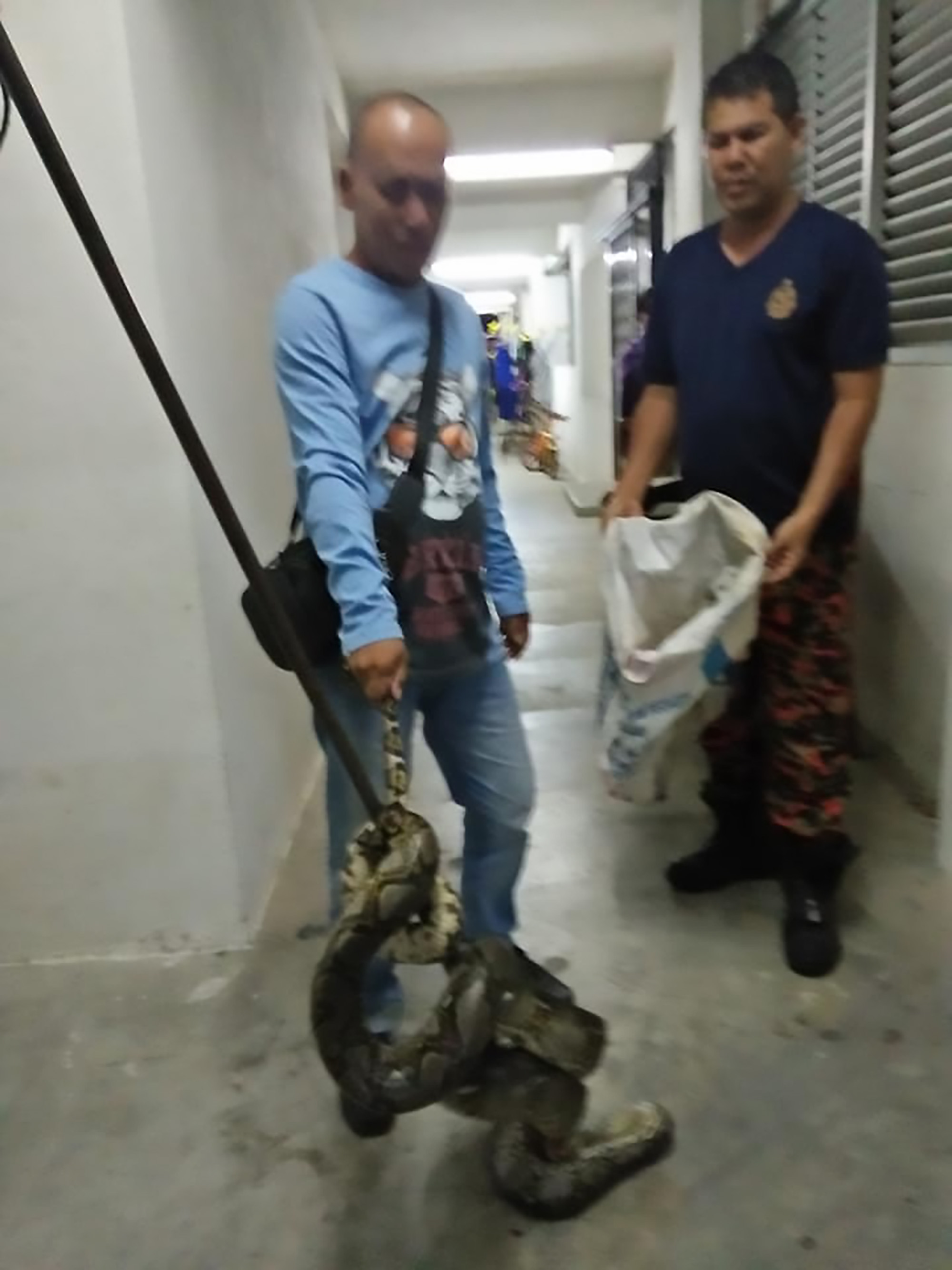 Read more about the article Woman Wakes Up At 4am With 10ft Python Around Her Neck
