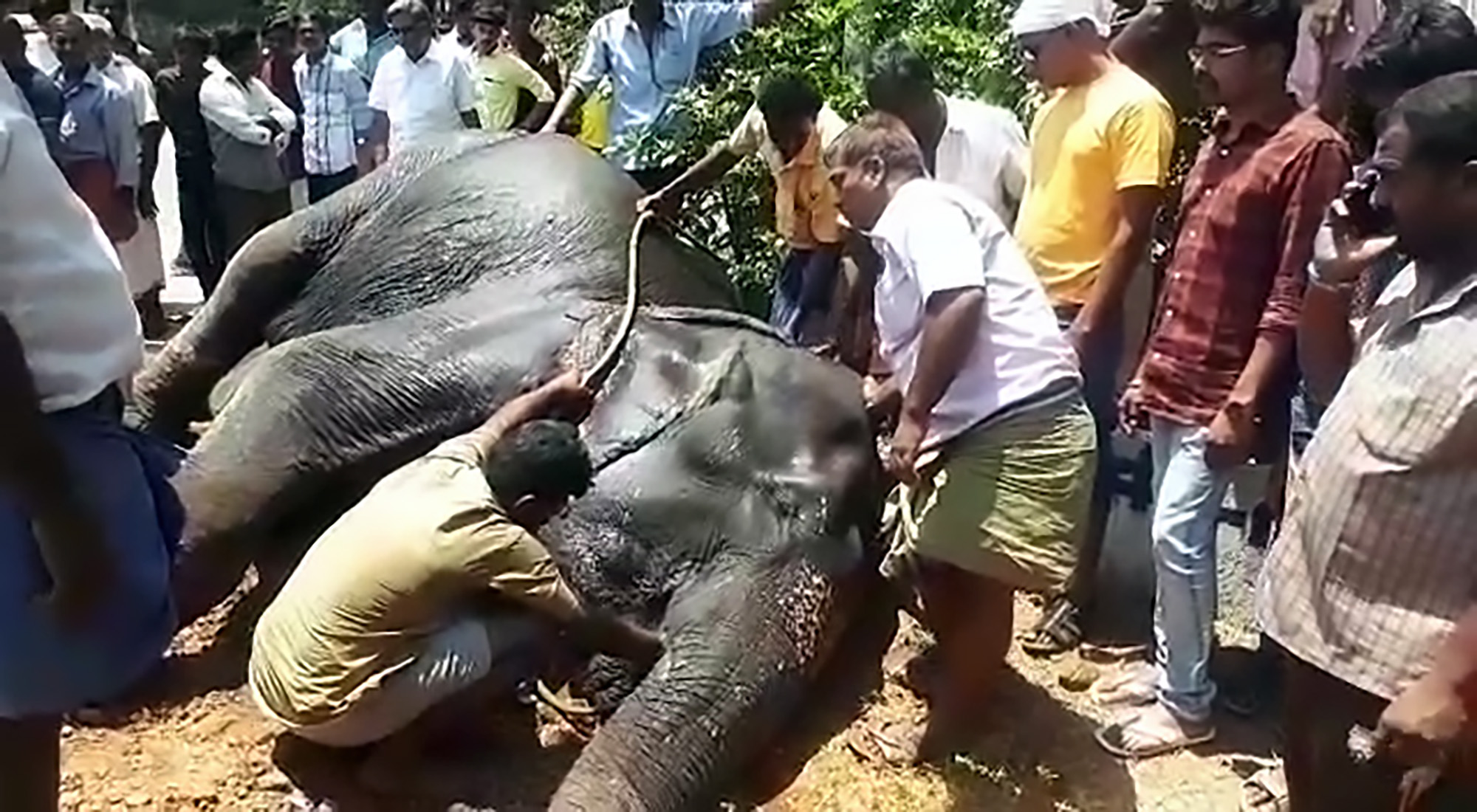Read more about the article Overworked Elephant Slowly Dies By Roadside