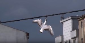 Read more about the article Rescuers Free Seagull With Beak Stuck In Power Cable