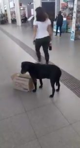 Read more about the article Stray Dog Waits Outside Shops For Boxes To Build Bed