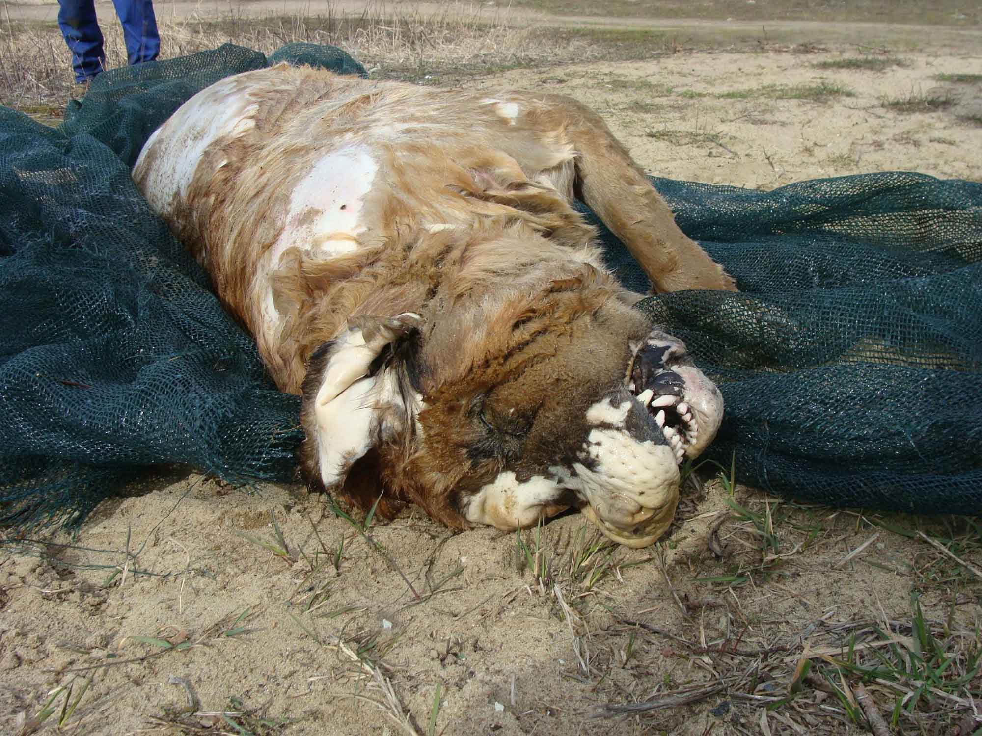Read more about the article Tortured And Mutilated St Bernard Found Dead In River