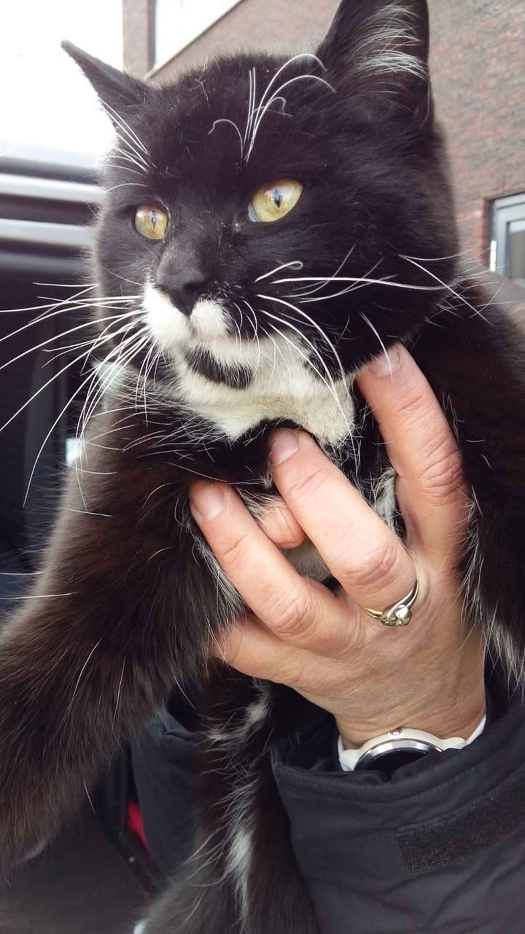 Read more about the article Embassy Helps Lorry-Riding Cat Get Home 600 Miles Away