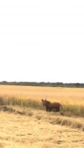 Read more about the article Viral: Rare Maned Wolves Filmed Skipping Through Field