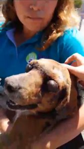 Read more about the article Dog Dies After Eye Torn Out During Torture Ordeal