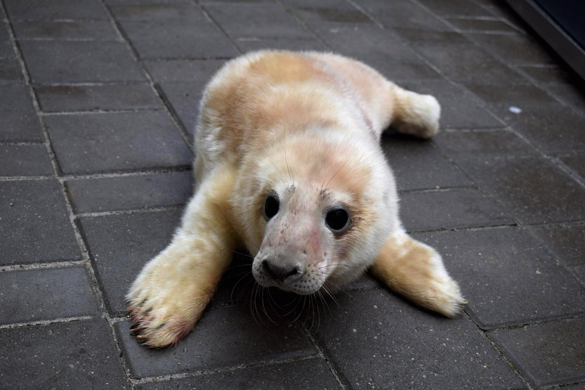 Read more about the article Birth Of Cute Endangered Baby Seal Is Caught On Camera