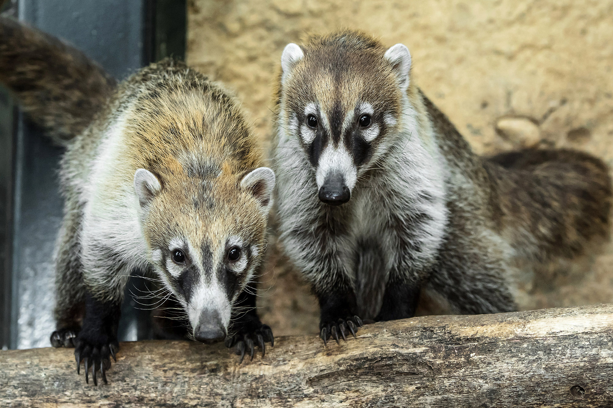 Read more about the article Moment Zoos New Cute Raccoon-Like Animals Are Fed