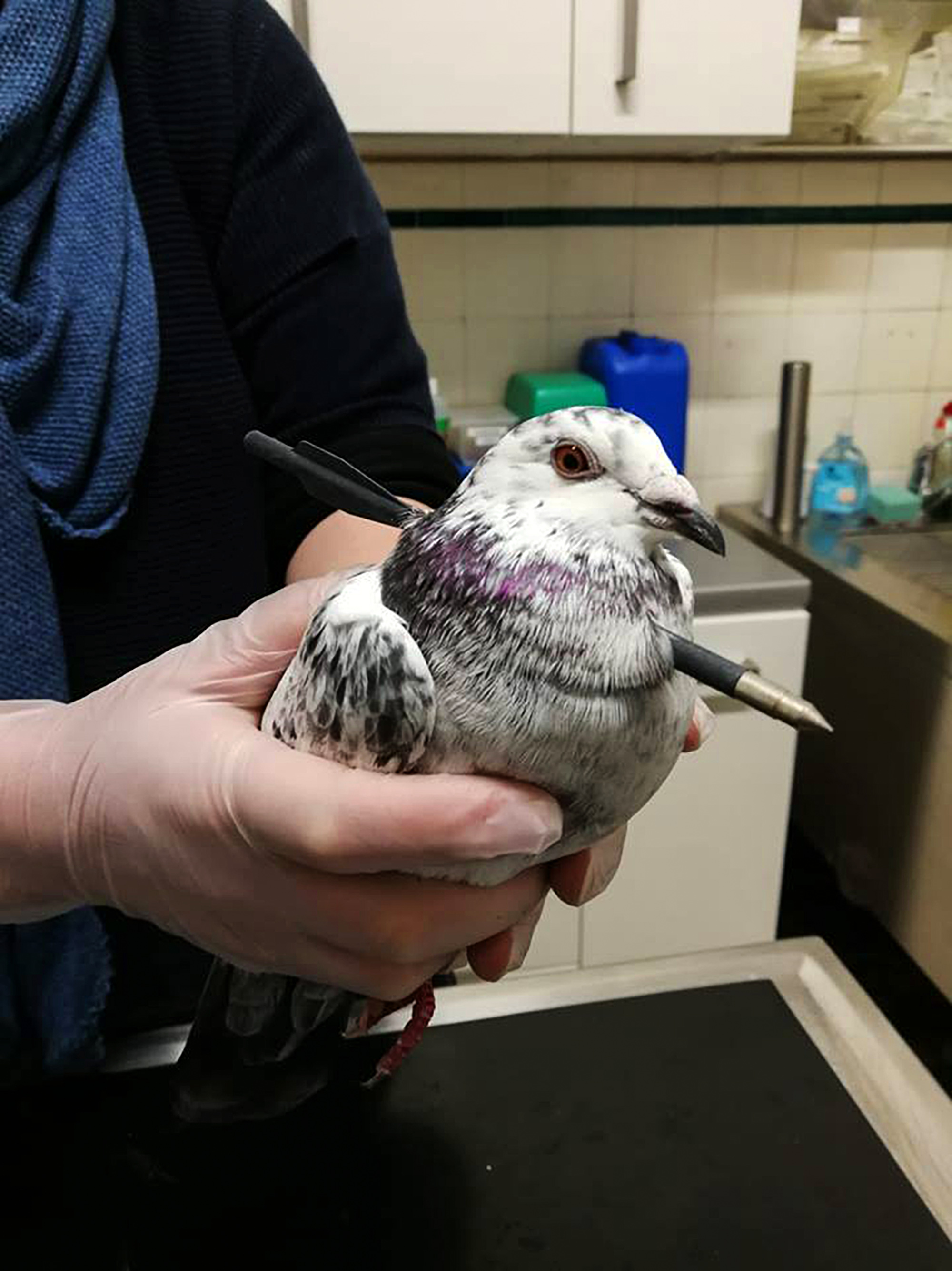 Read more about the article Pigeon Survives With Crossbow Bolt Through Neck