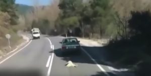 Read more about the article Cruel Man Drags Struggling Dog Behind Car At Speed