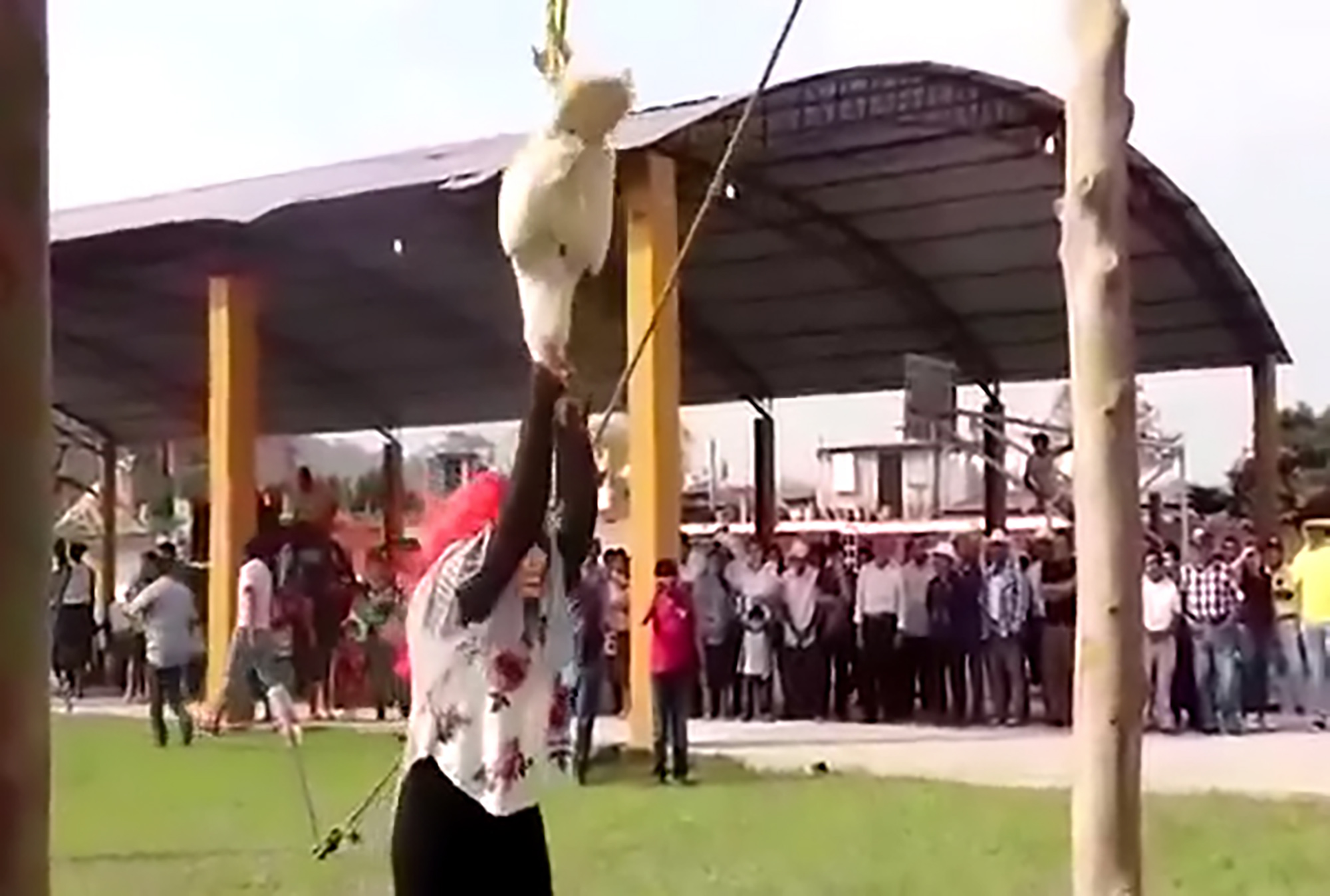 Read more about the article Carnival-Goers Kill Duck By Swinging From Its Neck